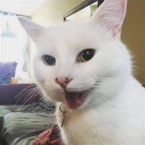 Sad White Cat Meme Meme Mania