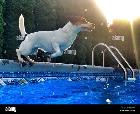 A Fit Dog Jumping Into A Swimming Pool Action Shot Natural Light