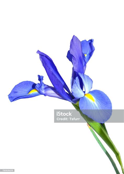 Blue Iris Flower On White Background Stock Photo Download Image Now
