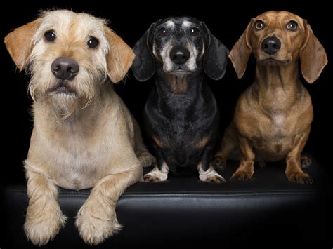 Latest Pet Medical Breakthroughs Dogslife Dog Breeds Magazine