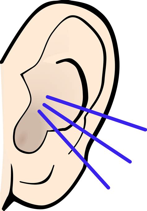 Ears Clipart Large Ear Ears Large Ear Transparent Free For Download On