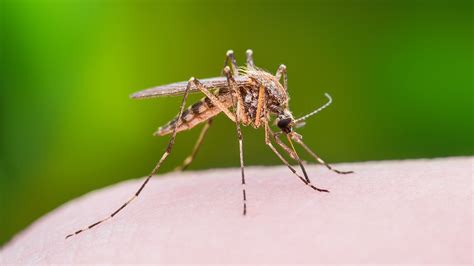 Virginia Health Officials Say Record Number Of Human West Nile Cases