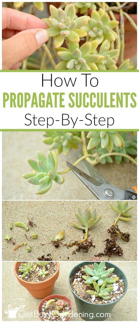 How To Propagate Succulents From Cuttings Succulent Garden Diy