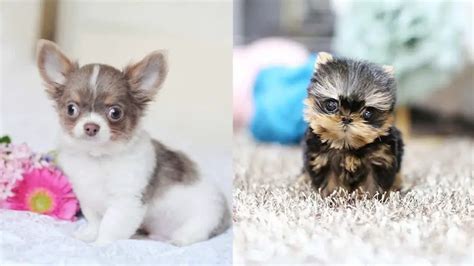 Teacup Dogs Surprising Facts And How To Care Them