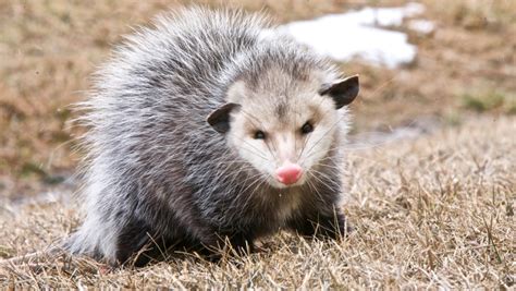 Top Rated Opossum Removal Opossum Control