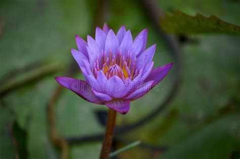 Beautiful Purple Lotus Flower With Long Stem Stock Photo Image Of