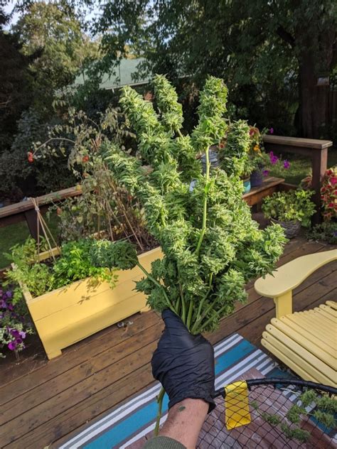 Grow Cannabis Outdoors Start To Finish Growdoctor Guides
