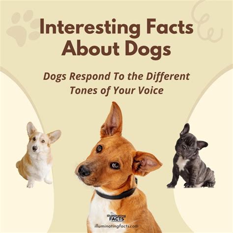 Amazing And Interesting Facts About Dogs Illuminating Facts Dog