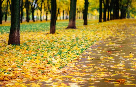 Wallpaper Autumn Leaves Trees Park Trail Nature Yellow Park