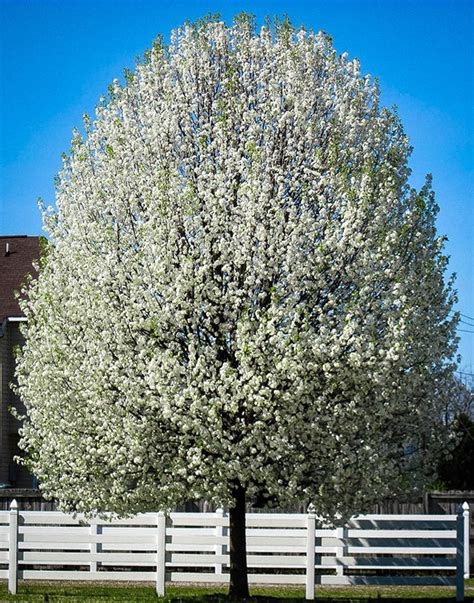Cleveland Flowering Pear Tree For Sale Online The Tree Center™