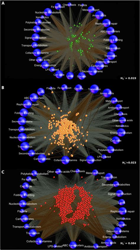 Functional Contributions Of Bacterial Species In The Subgingival