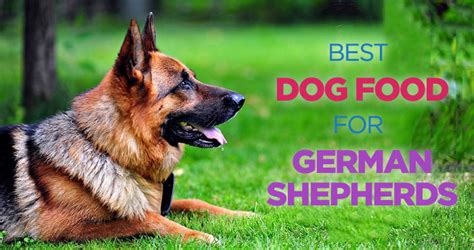 Best Dog Food For German Shepherds A Nutritionally Balanced Diet