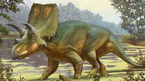 Lost Relative Of The Triceratops Discovered In New Mexico Cbbc Newsround