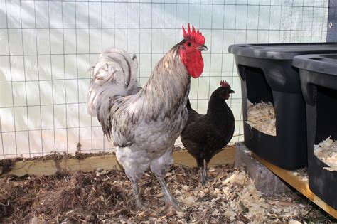 Chicken Breed Focus Jersey Giant Page 2 Backyard