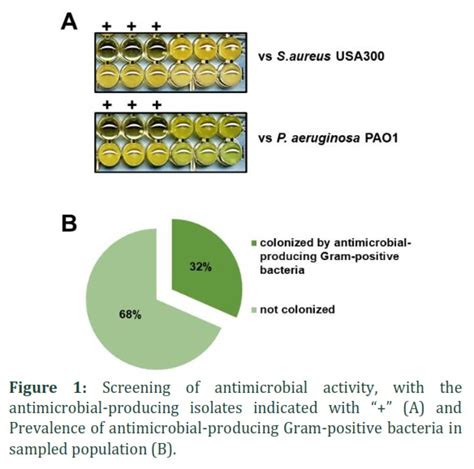 The Prevalence Of Antimicrobial Producing Gram Positive Bacteria In