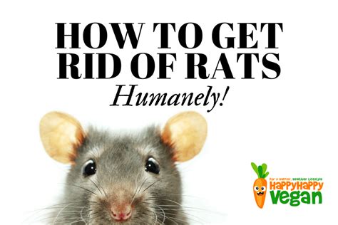 Repair any large cracks or holes that you may find in building structures and garden/yard gates. How To Get Rid Of Rats Humanely: No-Kill Solutions To ...