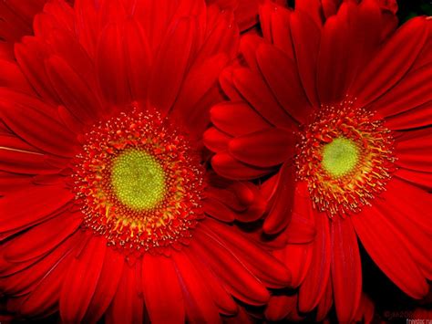 Red Sunflower Wallpapers Hd Wallpapers Id 5605