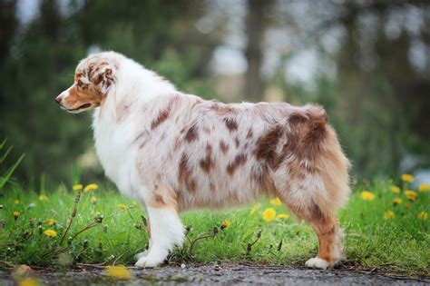 The australian shepherd is a widely popular breed choice, ranking 17 out of 193 in popularity by the american kennel club. Australian Shepherd Dog Breed Information, Buying Advice ...