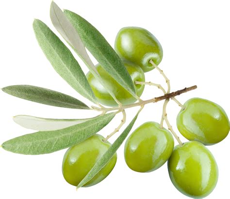 Olive Png Transparent Image Download Size 1281x1111px