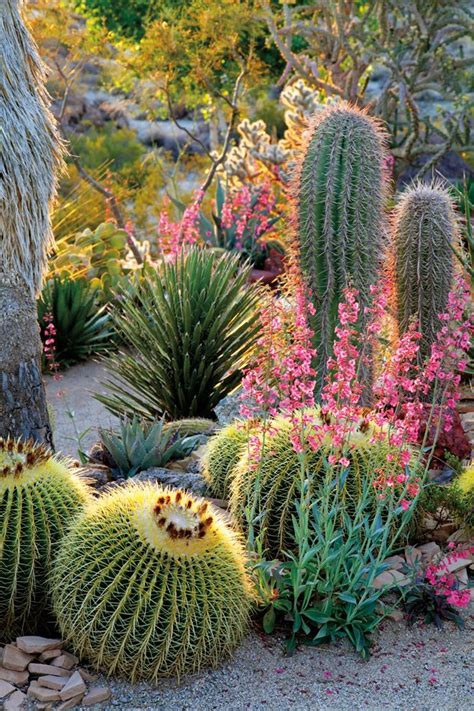 You'll receive email and feed alerts when new items arrive. Succulent Gardens | Succulent landscaping, Desert ...
