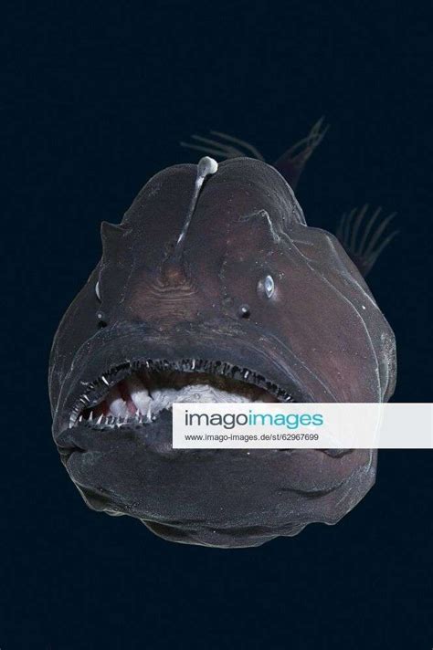 Deep Sea Anglerfish Black Seadevil Diceratias Pileatus Showing