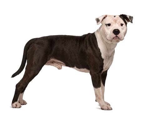 American Staffordshire Terrier Dog Breed Everything About American