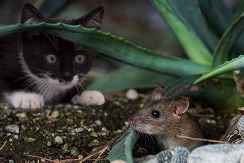 Cat And Mouse In Partnership Fairy Tale Tips For Telling