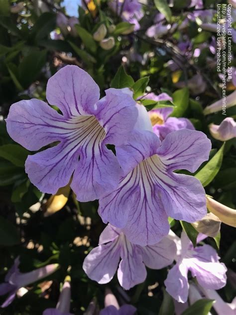 The addition of a purple flowering vine creates a spectacular focal point to a garden or yard. Plant Identification: CLOSED: Beautiful purple flower vine ...