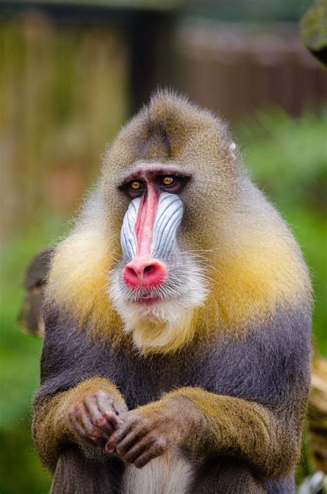 Free Images Animal Cute Wildlife Mammal Fauna Primate Drill