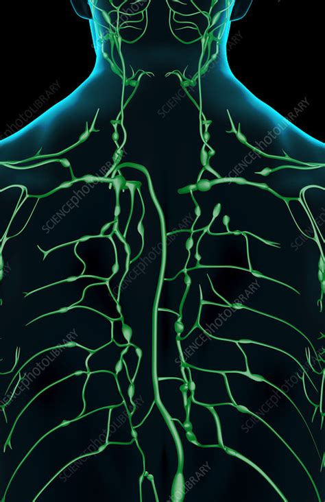 The Lymph Supply Of The Upper Body Stock Image F0015159 Science