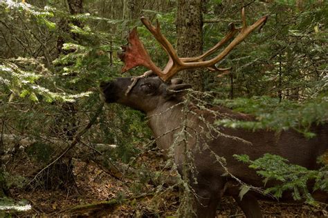 Provinces Miss Deadline For Action Plan To Protect Boreal Woodland