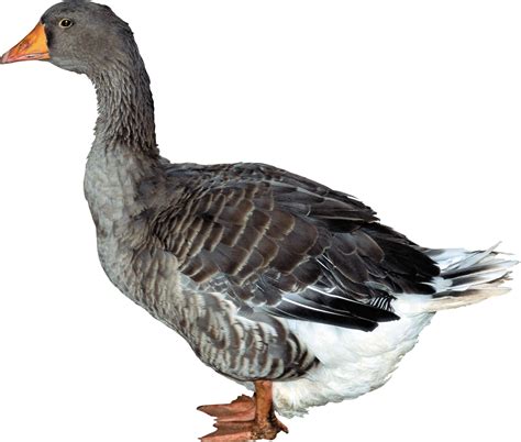 Png (portable network graphics) png files (which are commonly called ping) are a format that contains bitmapped or raster images. Duck PNG image