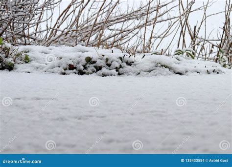 Fresh Snow Has Fallen To The Ground Stock Photo Image Of Outdoors