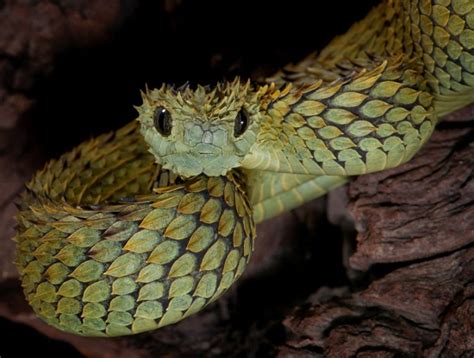 Hairy Bush Viper Facts And Pictures