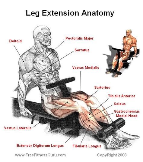 Leg Extension Anatomy Home Weight Training Power Training Weight