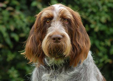 Spinone Italiano Cane Da Ferma Spinone Italiano Caccia Passione