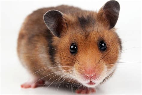 Girlfriend Bought Hamster To Test If Lover Could Look After Planned Baby But He Killed It