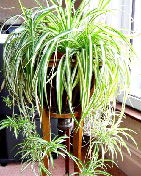 Variegated Spider Plant A Easy Care Houseplant Our Guarantee Etsy