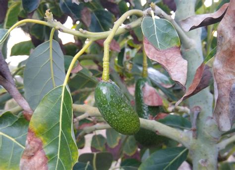 Avocado Cukes Greg Alders Yard Posts Southern California Food Gardening