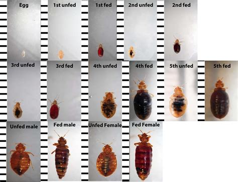 Small Bugs Bite Treatment Bed Bug Identifier Type Place Color