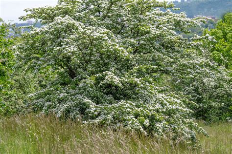 How To Grow And Care For Hawthorn Trees