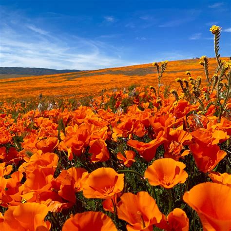 Visiting And Hiking The Antelope Valley California Poppy Reserve During