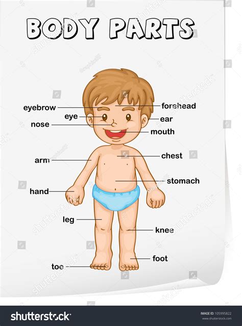 During this english lesson you will learn about the vocabulary for the human body. Vocabulary Worksheet - Parts Of The Body Stock Photo ...