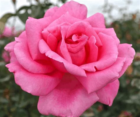 Perfume Delight 3ft 90cm Standard Rose Roses Victoria
