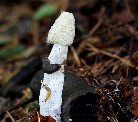 stinkhorn stinkhorn scientific name phallaceae stinkhorn… flickr