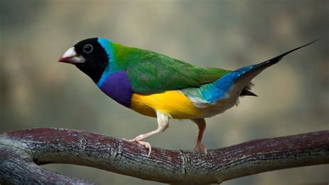 The Gouldian Finch Full Hd Wallpaper And Background Image 2560x1440