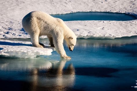 Problematic Greenland Polar Bear May Be Shot