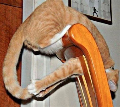 Ten Cats Who Have Suddenly Discovered The Joy Of Having A Tail