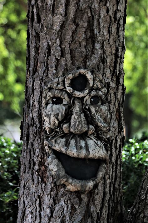 Smiling Face On Tree Free Stock Photo Public Domain Pictures