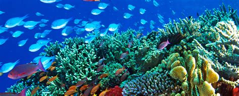 Explore The Great Barrier Reef During Stamp Collecting